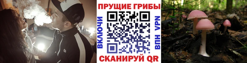 блэк спрут как войти  Домодедово  Псилоцибиновые грибы мухоморы 